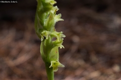 Dichromanthus michuacanus