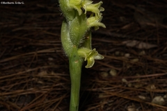 Dichromanthus michuacanus