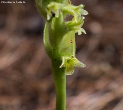 Dichromanthus michuacanus