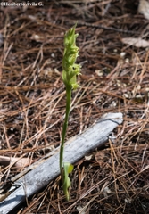 Dichromanthus michuacanus