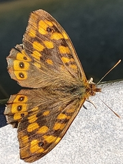 Pararge aegeria aegeria