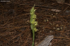 Dichromanthus michuacanus