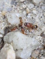 Pheidole parva