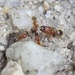 Pheidole parva - Photo no rights reserved, uploaded by Agnes Trekker