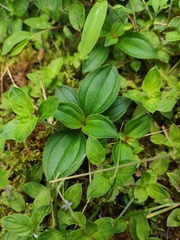 Melastoma dodecandrum