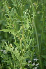 Sisymbrium loeselii