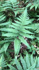 Phegopteris connectilis