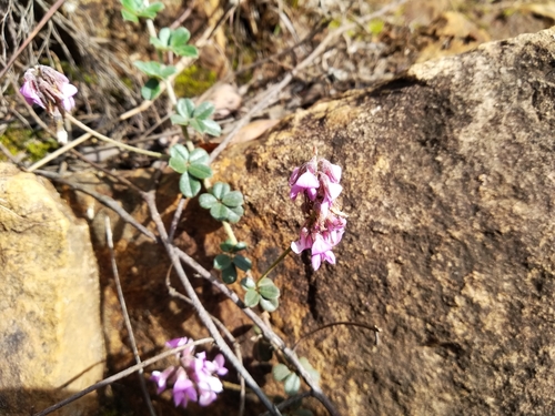 Image of Indigofera mauritanica by (c) De Waal Hugo, some rights reserved (CC BY)