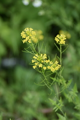 Sisymbrium loeselii