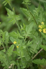 Sisymbrium loeselii