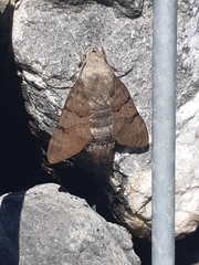 Macroglossum stellatarum