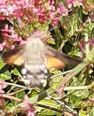 Macroglossum stellatarum