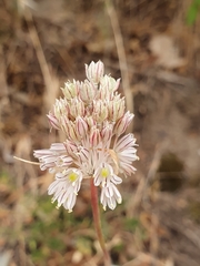 Allium antiatlanticum image