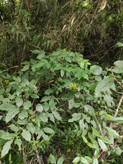 Tetradium ruticarpum