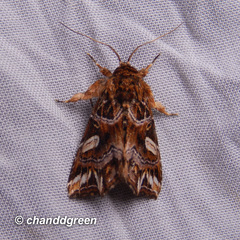 Callopistria exotica