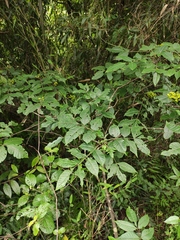 Tetradium ruticarpum