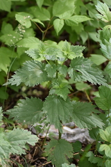Urtica dioica