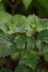 Urtica dioica