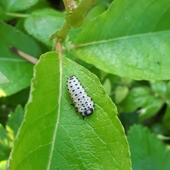 Chrysomela vigintipunctata