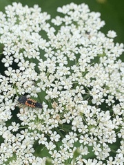 Harmonia axyridis