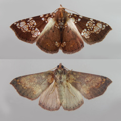 Saroba pustulifera