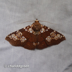 Saroba pustulifera