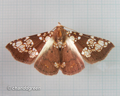 Saroba pustulifera