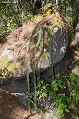 Disocactus speciosus speciosus