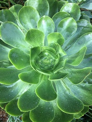 Aeonium urbicum