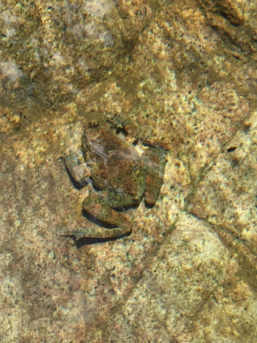 Corsican Painted Frog, Haute-Corse, Corse, FR, photo 8 of 10