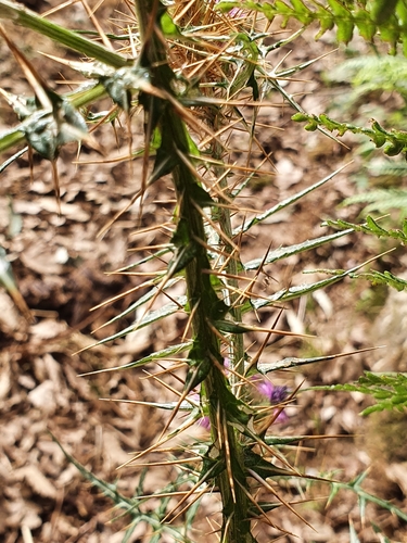 Galactites mutabilis image