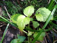 Leidesia procumbens