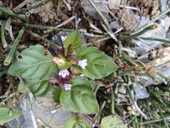 Clinopodium gracile