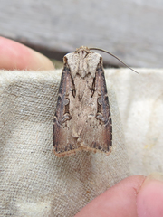 Agrotis volubilis