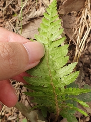 Polypodiopsida