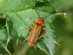 Cantharis cryptica