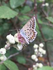 Plebejus bellieri