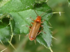 Cantharis cryptica