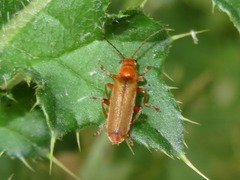 Cantharis cryptica