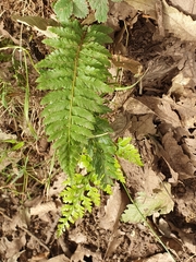 Polypodiopsida