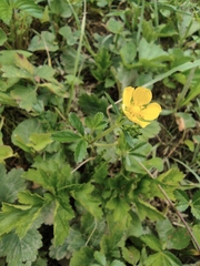 Potentilla kleiniana