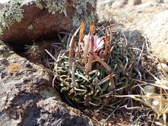 Echinofossulocactus pentacanthus
