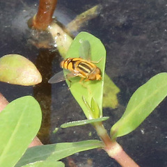 Parhelophilus integer