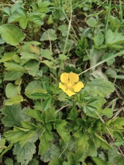 Potentilla kleiniana