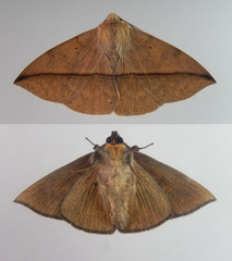Ugia purpurea