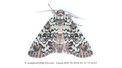 Anabelcia staudingeri