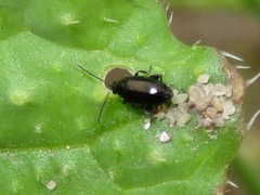 Phyllotreta atra