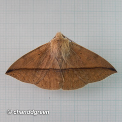 Ugia purpurea