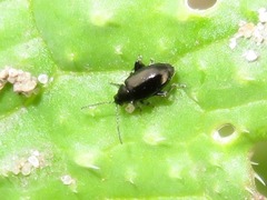 Phyllotreta atra