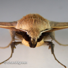 Ugia purpurea